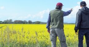 R&eacute;siliation d’un bail rural pour cause d’arrachage d’une haie