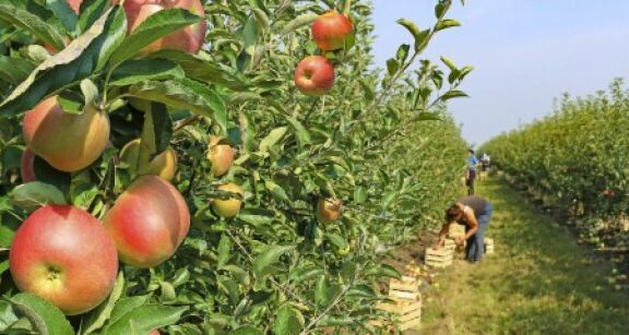 Arboriculteurs : aide &agrave; la plantation de pommiers &agrave; cidre