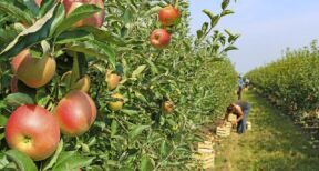 Arboriculteurs : aide &agrave; la plantation de pommiers &agrave; cidre