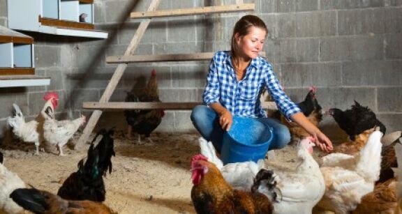 Aviculteurs : deuxi&egrave;me vague d’indemnisations des pertes dues &agrave; la grippe aviaire