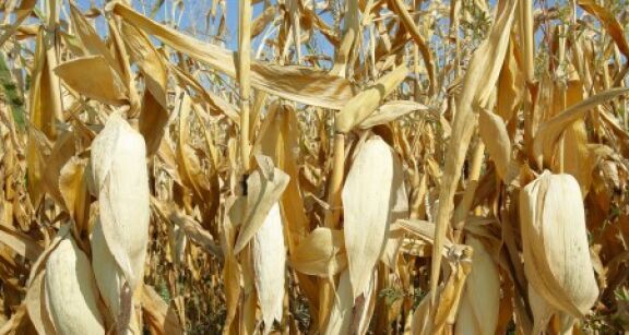 S&eacute;cheresse : les mesures d’urgence pour les agriculteurs