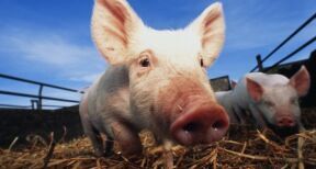 &Eacute;leveurs de porcs : plus que quelques jours pour demander la prise en charge de vos cotisations sociales