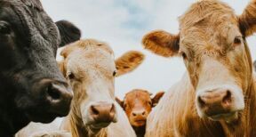 &Eacute;leveurs de bovins : d&eacute;pistage de la tuberculose bovine