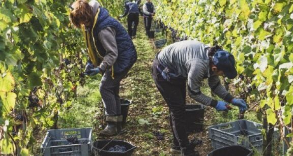 Travailleurs occasionnels agricoles : l’exon&eacute;ration sp&eacute;cifique prolong&eacute;e d’un an