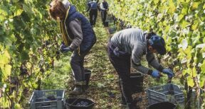 Travailleurs occasionnels agricoles : l’exon&eacute;ration sp&eacute;cifique prolong&eacute;e d’un an