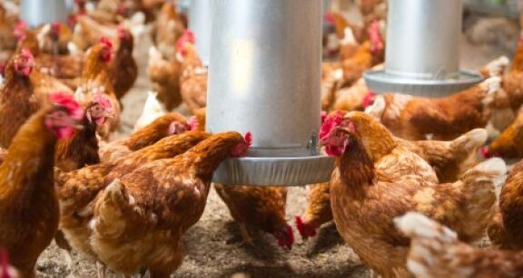Aviculteurs : le risque de grippe aviaire redevient mod&eacute;r&eacute;
