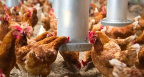 Aviculteurs : le risque de grippe aviaire redevient mod&eacute;r&eacute;