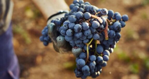 Viticulteurs : une r&eacute;colte 2022 dans la moyenne des 5 derni&egrave;res ann&eacute;es