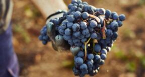 Viticulteurs : une r&eacute;colte 2022 dans la moyenne des 5 derni&egrave;res ann&eacute;es