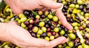 Producteurs d’olives et d’huile d’olive : organisation de producteurs