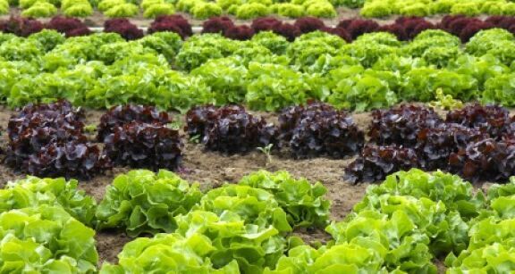 &Agrave; quelles conditions les activit&eacute;s exerc&eacute;es par un agriculteur sont-elles exon&eacute;r&eacute;es de CFE ?
