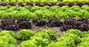&Agrave; quelles conditions les activit&eacute;s exerc&eacute;es par un agriculteur sont-elles exon&eacute;r&eacute;es de CFE ?