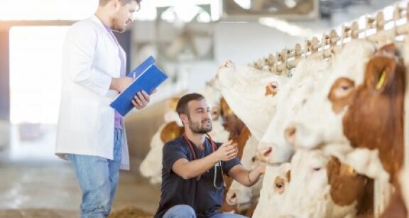 V&eacute;t&eacute;rinaires : le maillage des praticiens en France