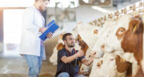 V&eacute;t&eacute;rinaires : le maillage des praticiens en France