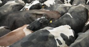 &Eacute;levage bovin : une feuille de route pour &eacute;radiquer la brucellose