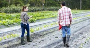 Renouvellement du bail rural au profit d’un seul des conjoints colocataires