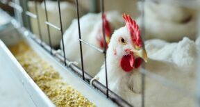 Aviculteurs : le risque de grippe aviaire redevient &eacute;lev&eacute;