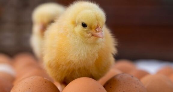 Aviculteurs : fin du broyage des poussins m&acirc;les