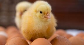 Aviculteurs : fin du broyage des poussins m&acirc;les