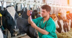 V&eacute;t&eacute;rinaires : des ruptures de m&eacute;dicaments