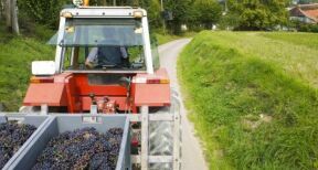 Viticulteurs : plus que quelques jours pour d&eacute;clarer votre r&eacute;colte !