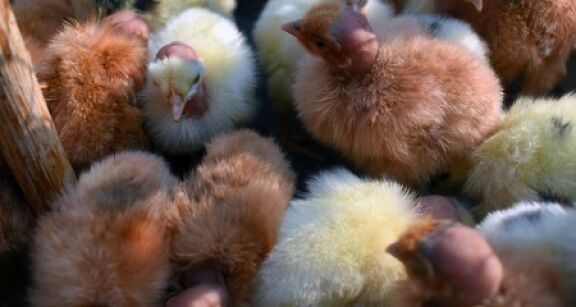 Aviculteurs : versement d’une seconde avance aux &eacute;leveurs touch&eacute;s par la grippe aviaire