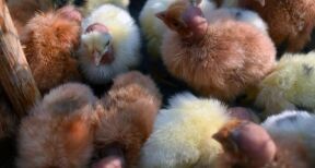 Aviculteurs : versement d’une seconde avance aux &eacute;leveurs touch&eacute;s par la grippe aviaire
