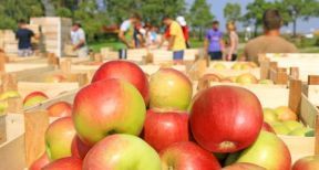 Agriculteurs : comment recourir au travail saisonnier