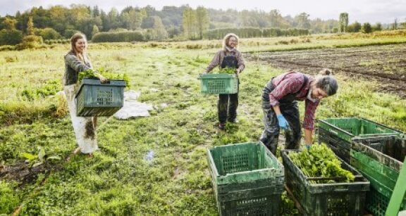 Travailleurs occasionnels agricoles : l’exon&eacute;ration sp&eacute;cifique prolong&eacute;e de 3 ans
