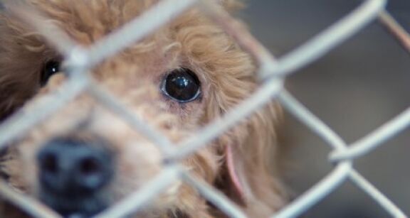 Protection des animaux : une formation pour les gestionnaires de fourri&egrave;res