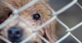 Protection des animaux : une formation pour les gestionnaires de fourri&egrave;res