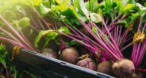 Producteurs de betteraves : pas de d&eacute;rogation pour l’usage de n&eacute;onicotino&iuml;des !