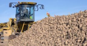 Reprise d’une exploitation agricole : le sort des quotas betteraviers