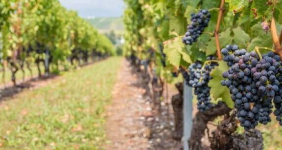 Viticulteurs : une campagne de distillation pour soutenir la fili&egrave;re