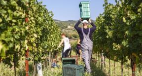 Travailleurs agricoles occasionnels : option pour la r&eacute;duction g&eacute;n&eacute;rale des cotisations