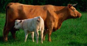 &Eacute;leveurs de bovins : aides aux veaux sous la m&egrave;re et aux veaux bio 2022