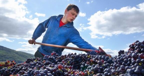 Viticulteurs : l’avenir du secteur de la viticulture &agrave; l’horizon 2040
