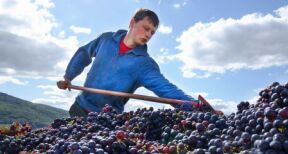 Viticulteurs : l’avenir du secteur de la viticulture &agrave; l’horizon 2040