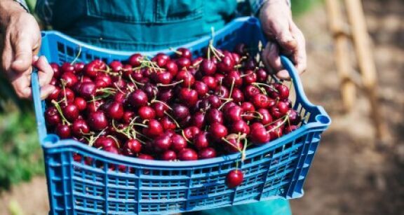 Arboriculteurs : haro sur les cerises trait&eacute;es au phosmet !