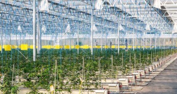 Producteurs de fruits et l&eacute;gumes : aide &agrave; l’investissement