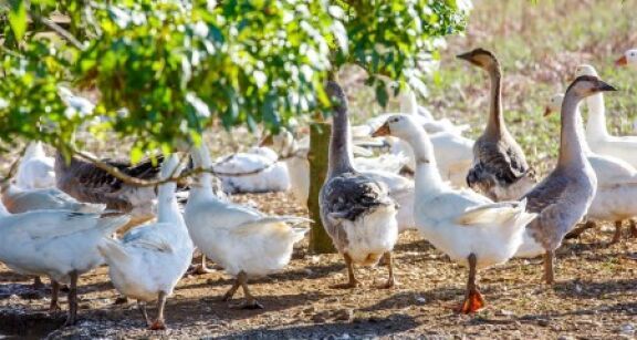 Aviculteurs : all&egrave;gement des mesures anti-grippe aviaire