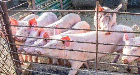 &Eacute;leveurs de porcs : avanc&eacute;es commerciales avec la Chine