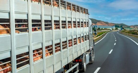 Des pistes pour am&eacute;liorer le transport d’animaux