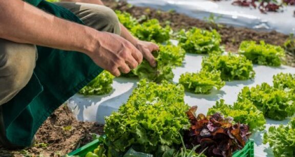 Agriculture biologique : le plan de soutien de l’&Eacute;tat &agrave; la fili&egrave;re