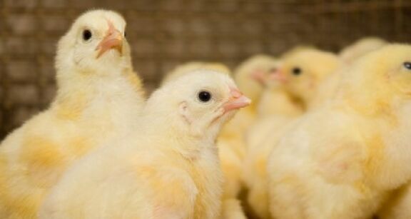 Aviculteurs : la vaccination pour lutter contre la grippe aviaire
