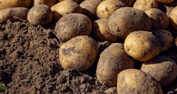 Producteurs de pommes de terre : d&eacute;clarez vos surfaces !