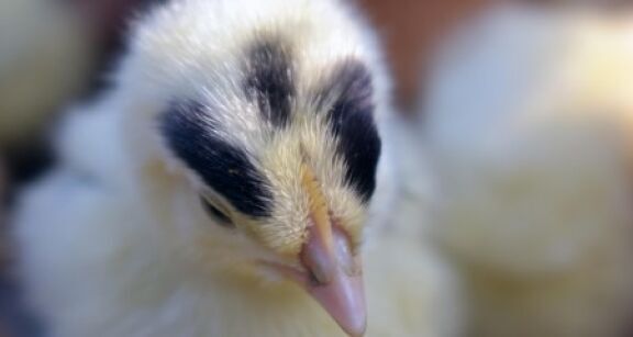 Aviculteurs : renforcement du soutien de l’&Eacute;tat aux &eacute;leveurs victimes de la grippe aviaire