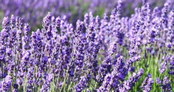 Fili&egrave;re lavandicole : aide aux producteurs d’huiles essentielles de lavande