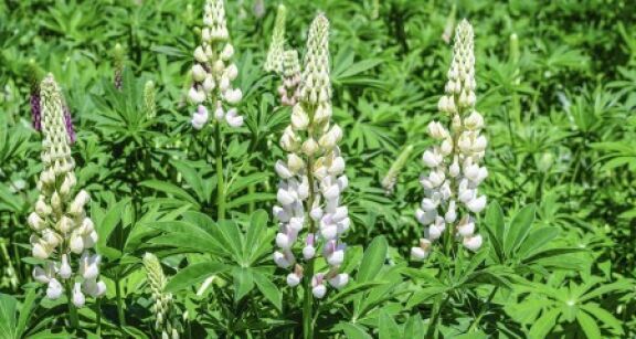 Agriculture : les esp&egrave;ces autoris&eacute;es pour les couverts des jach&egrave;res
