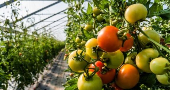 Mara&icirc;chers : la vente de l&eacute;gumes bio d’&eacute;t&eacute; sous serres chauff&eacute;es &agrave; nouveau autoris&eacute;e en hiver